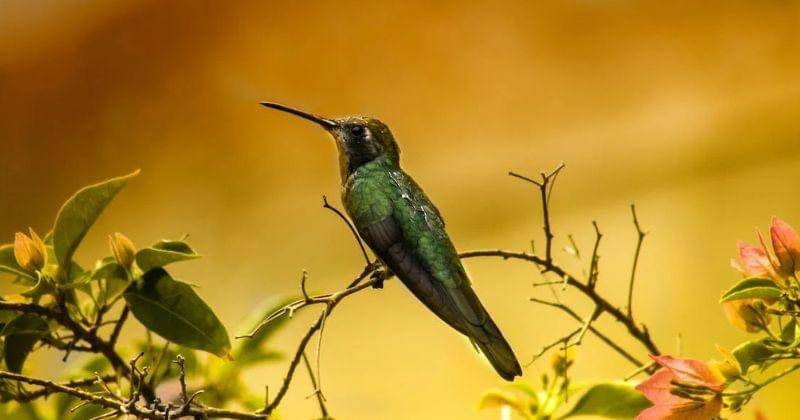 Pexels/adversy alonso